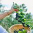 Aronia Saft