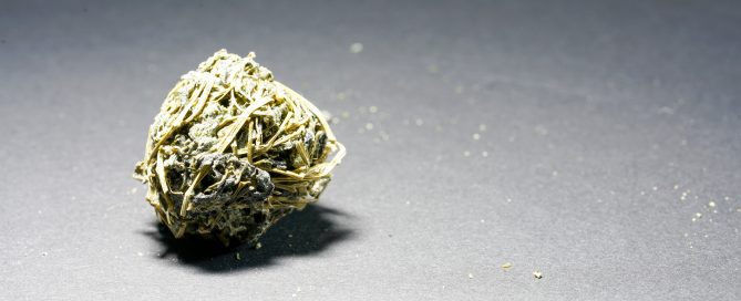Jiaogulan Kraut der Unsetrblichkeit